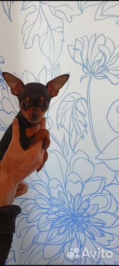 Супер Мини той-терьер