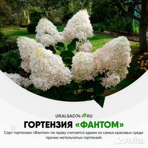 Гортензия фантом картинка