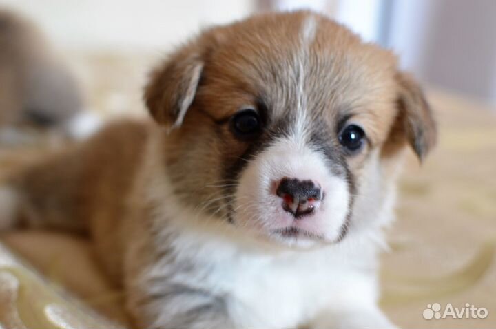 Щенки вельш-корги пемброк