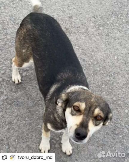 Собака в добрые руки