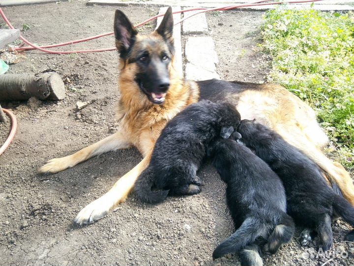 Щенки немецкой овчарки