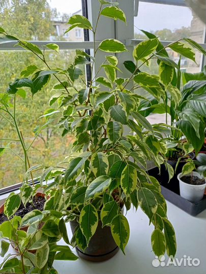 Домашние растения