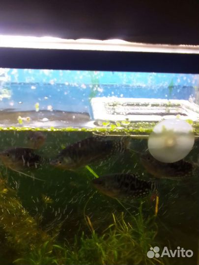 Аквариумные рыбки гурами