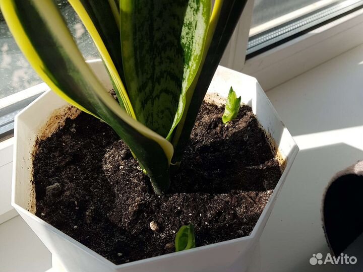 Сансевиерия лауренти с детками