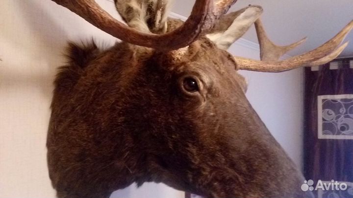 Чучело головы лося