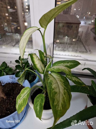 Диффенбахия