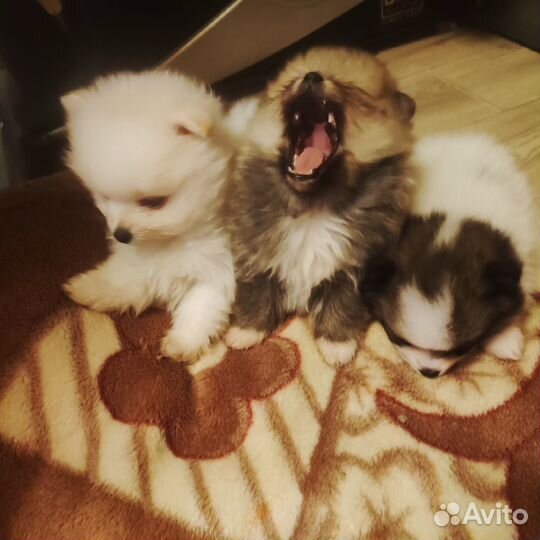 Померанский шпиц