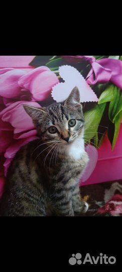 Идеальный котенок в дар