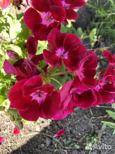 Пеларгония герань