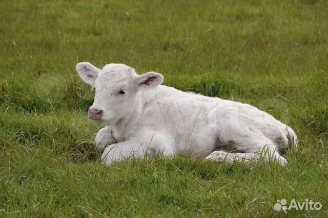 Идеальные телята для откорма