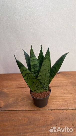 Сансевиерия зейланика фан
