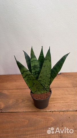 Сансевиерия зейланика фан