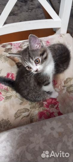 Кошки в добрые руки