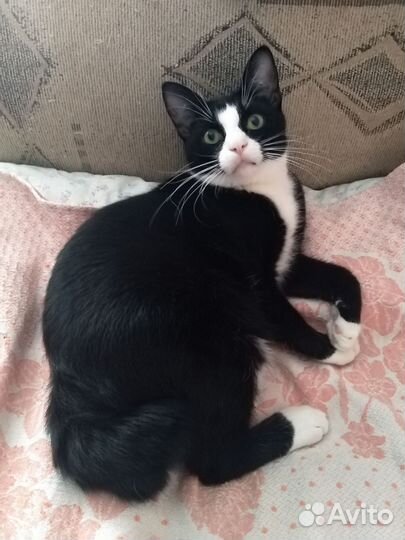 Котик Маркиз в добрые ручки