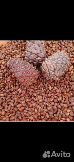 Орех кедровый