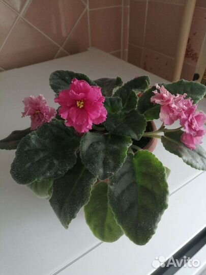 Фиалки махровые