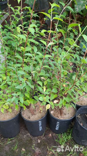 Жасмин (чубушник) полумахровый