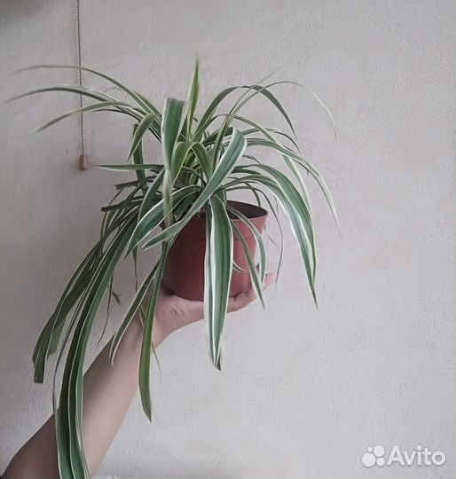 Хлорофитум