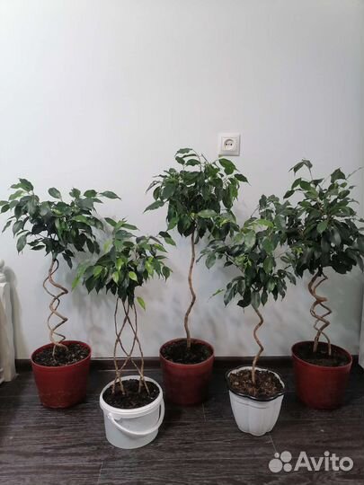 Фикус бенджамина плетеный