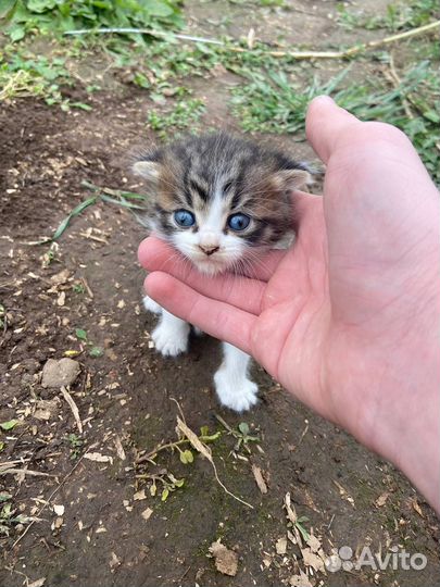 Шотландская вислоухая кошка