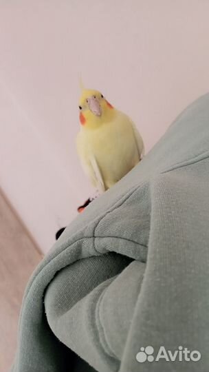 Попугай корелла