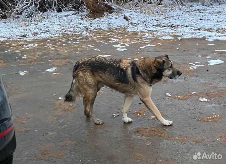 Собака в добрые руки