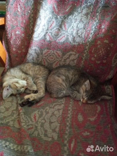 Котята в добрые руки фартовые)