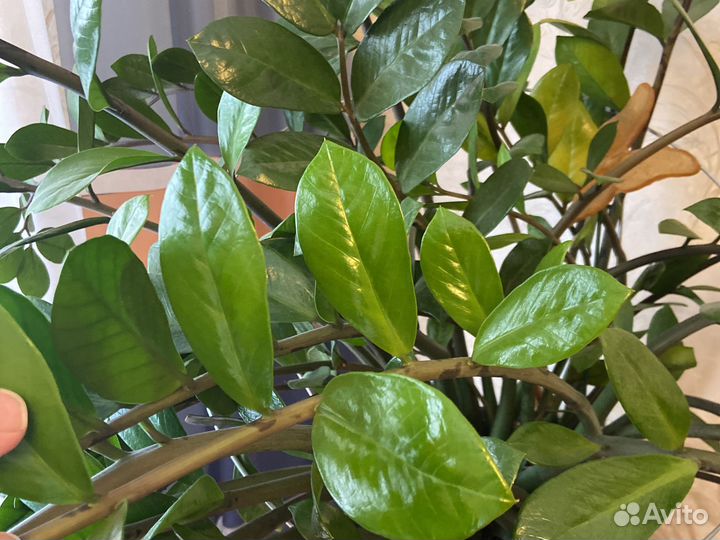 Комнатные растения