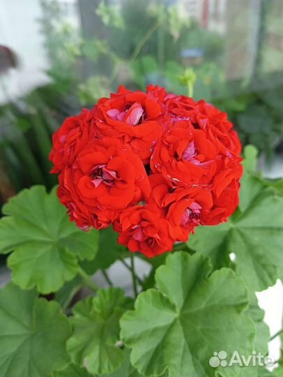 Пеларгония Рetrei Marco