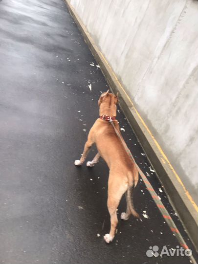 Американский питбуль