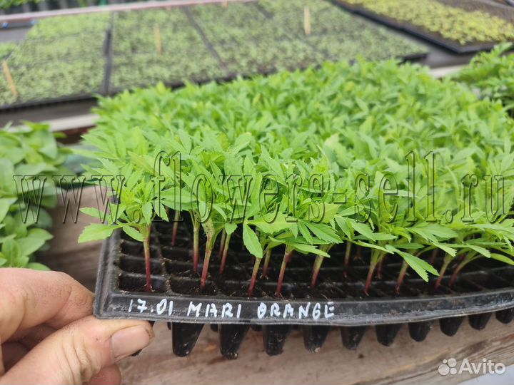 Петуния рассада цветов для доращивания