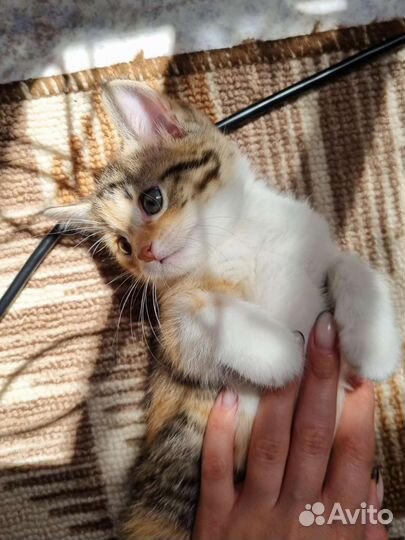 Трехцветная кошечка