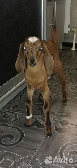 Нубийские козлята