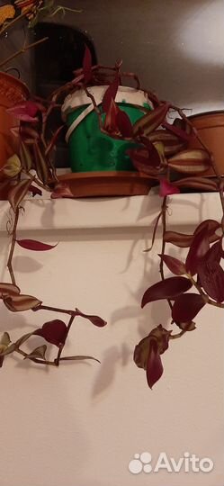 Традисканция