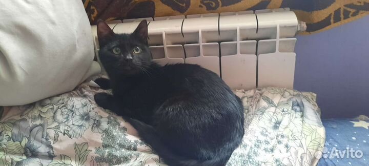 Молодой котик в добрые руки
