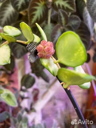 Хойя Хешкелеана