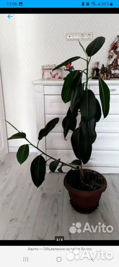 Комнатные растения фикус