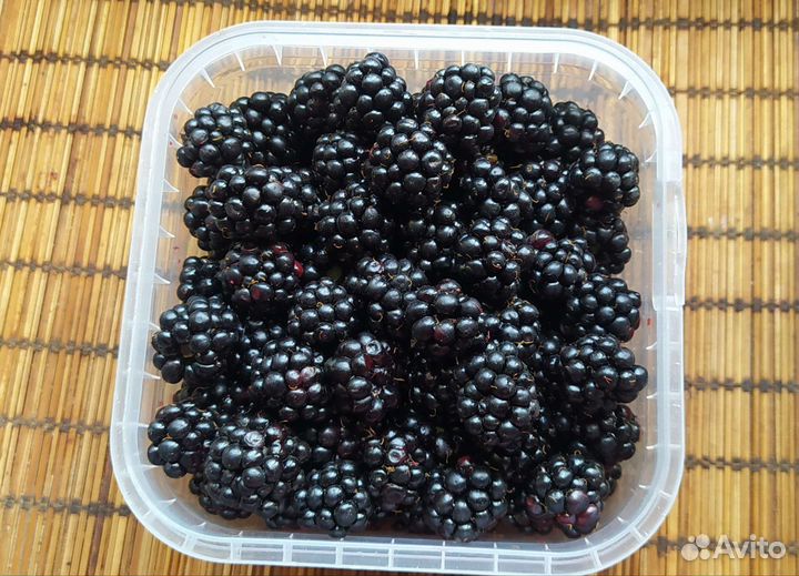 Ежевика ягода
