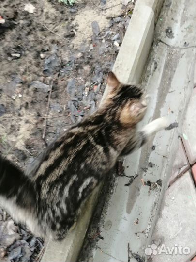 Котенок подросток в добрые руки