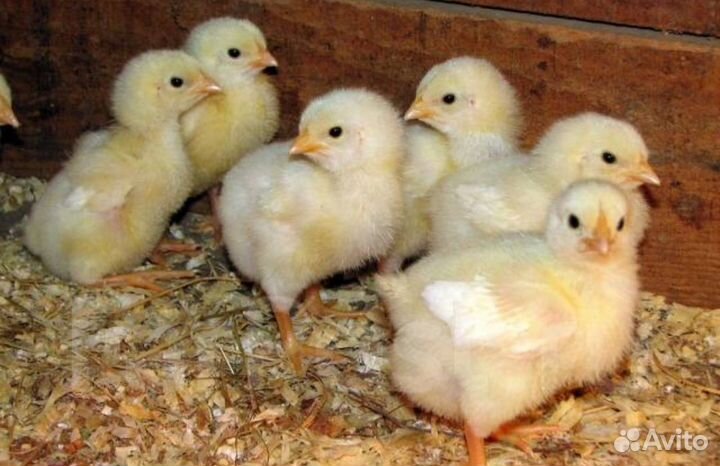 Цыпленок