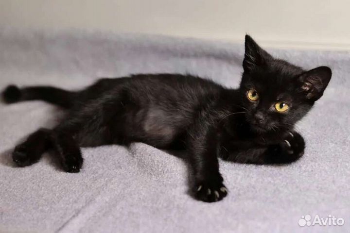 Черные котята ищут дом