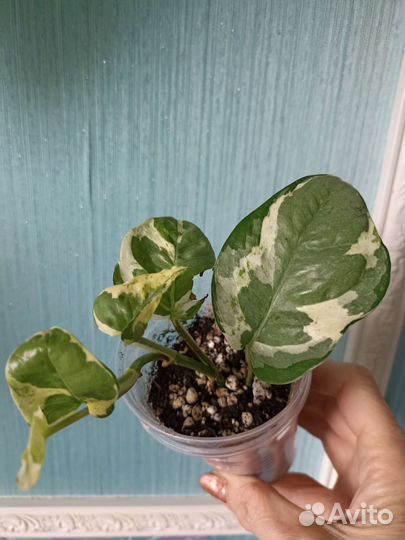 Сциндапсусы, эпипремнумы, хоя триколор