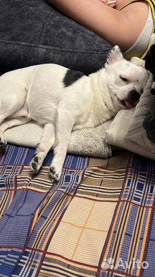 Чихуахуа кобель для вязки