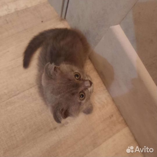 Котенок британец