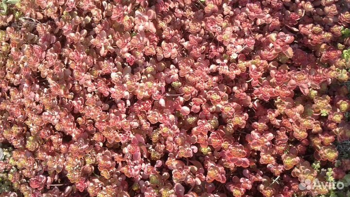 Растения различные излишки из собственного сада