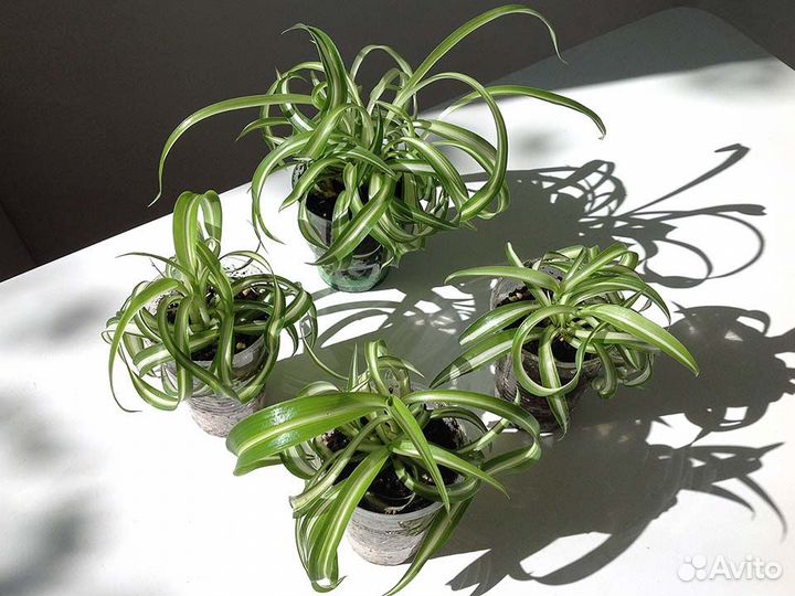 Хлорофитум Бонни Комнатные растения