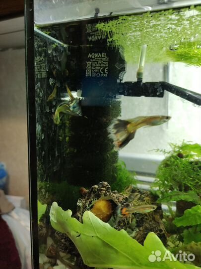 Рыбки Гуппи