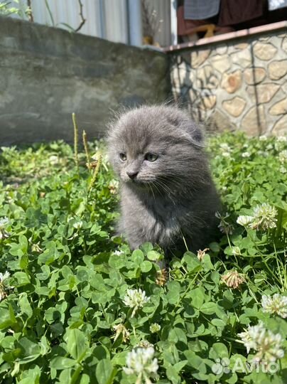 Шотладские котята