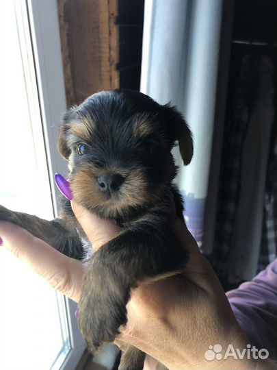 Йоркширский терьер