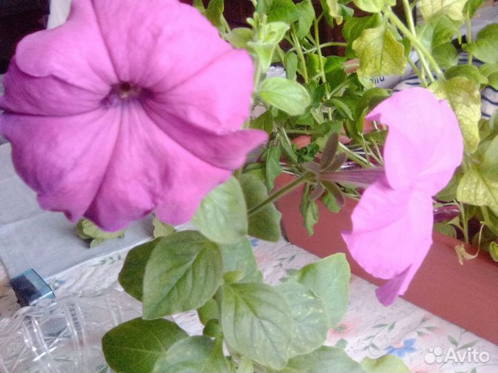 Саженцы петунии